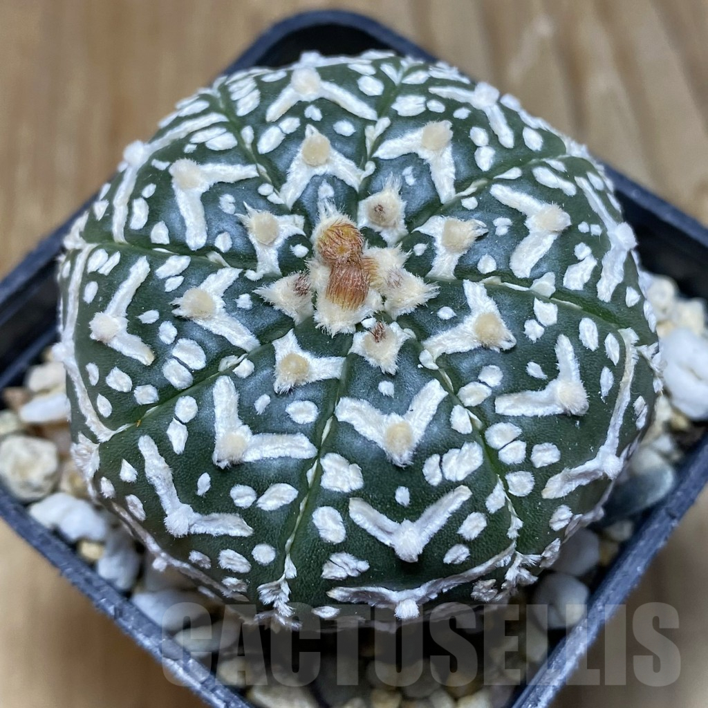 SH8370 Astrophytum asterias ‘Super Kabuto’ V-type f. nudum