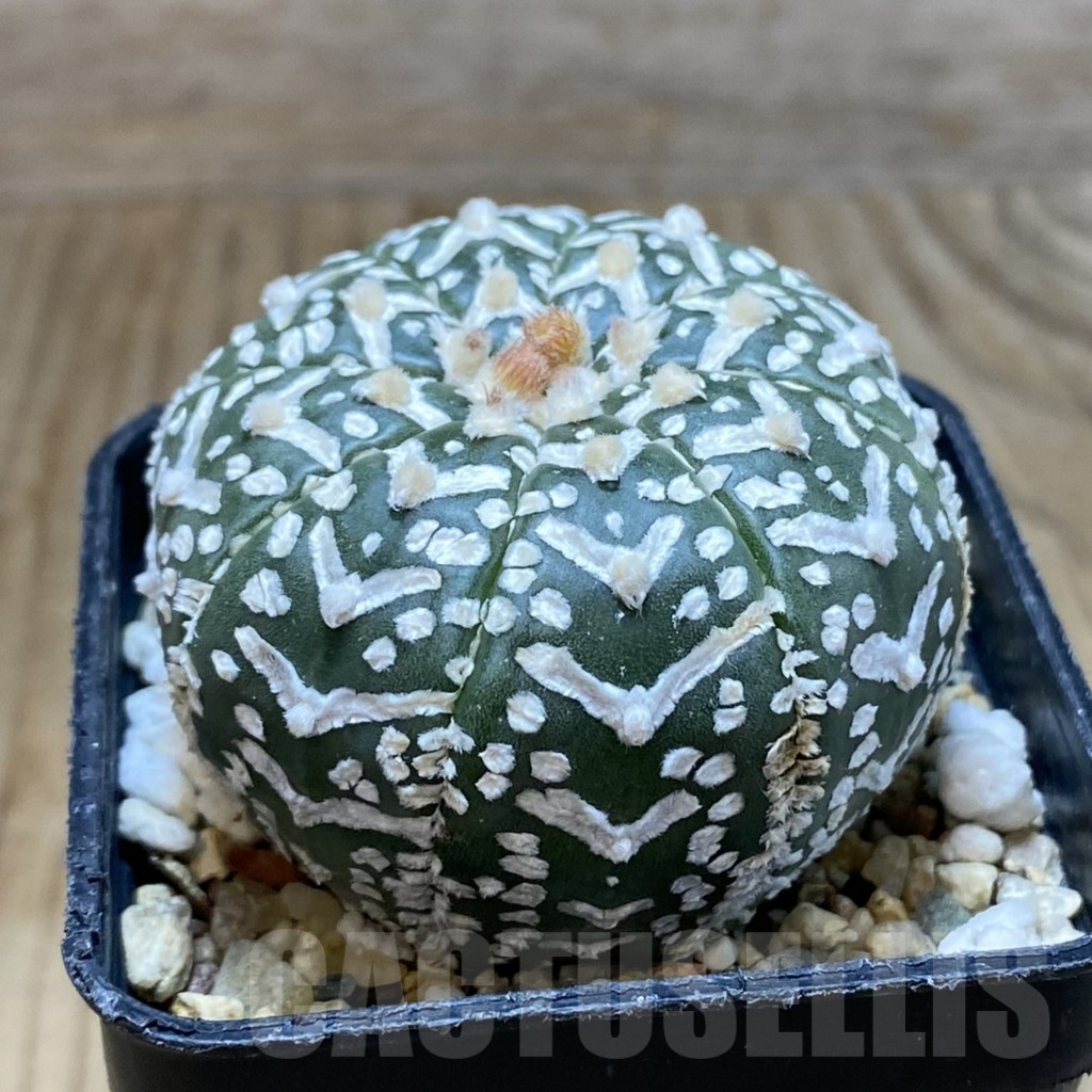 SH8370 Astrophytum asterias ‘Super Kabuto’ V-type f. nudum - Image 2