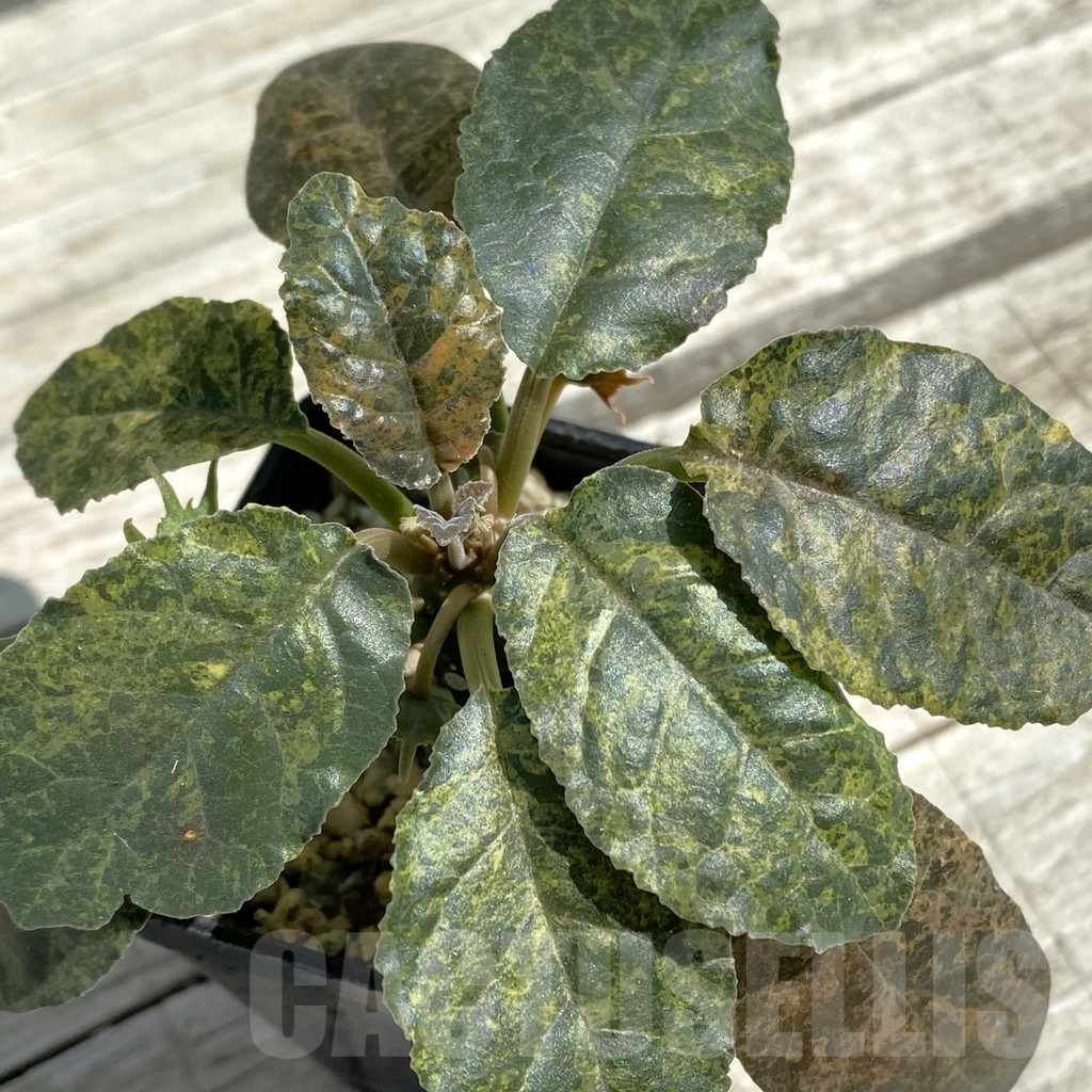 SH12063 Dorstenia foetida f. variegata