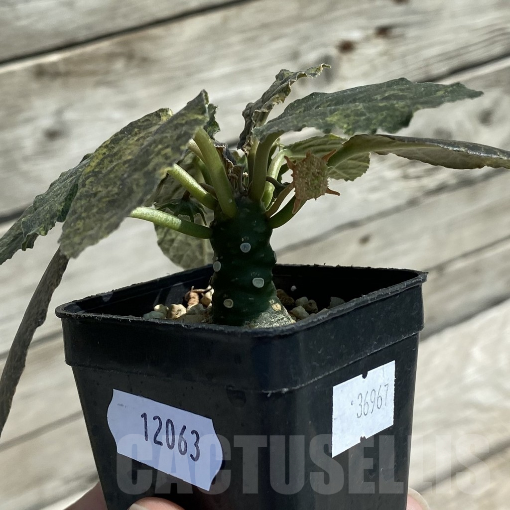 SH12063 Dorstenia foetida f. variegata - Зображення 2