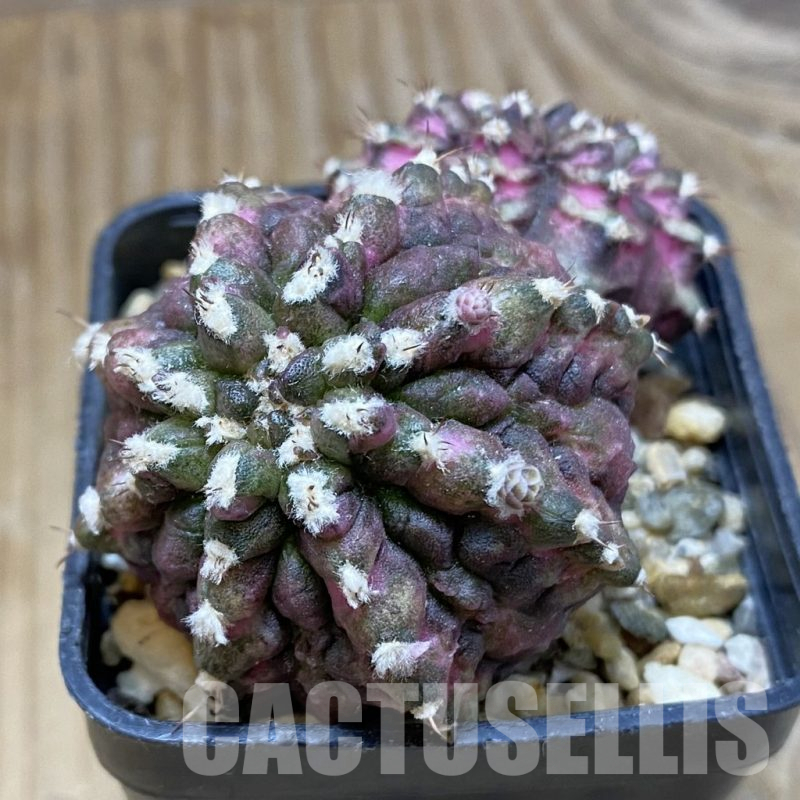 SH15001 Gymnocalycium mihanovichii 'T-Rex'