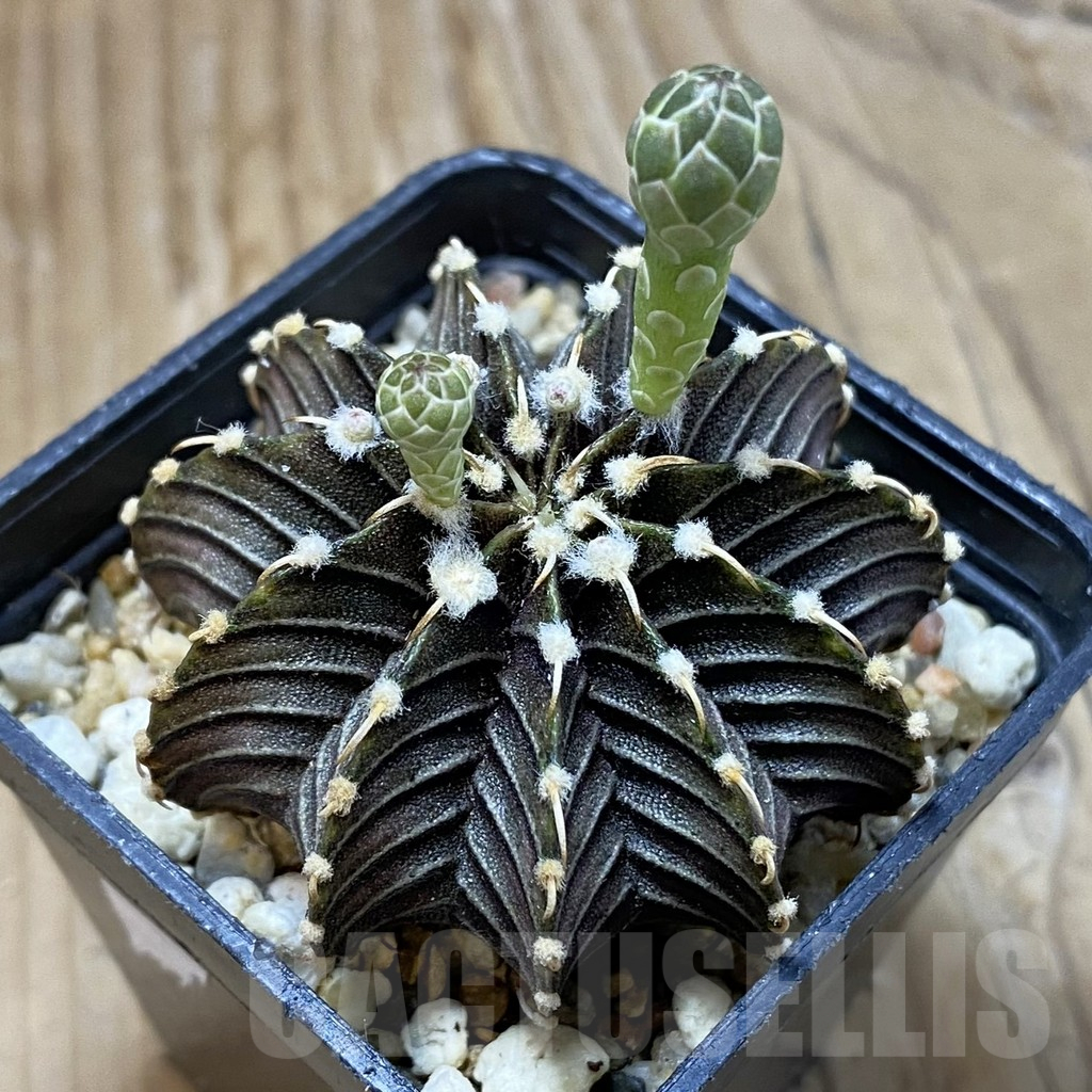 SH15002 Gymnocalycium friedrichii LB 2178