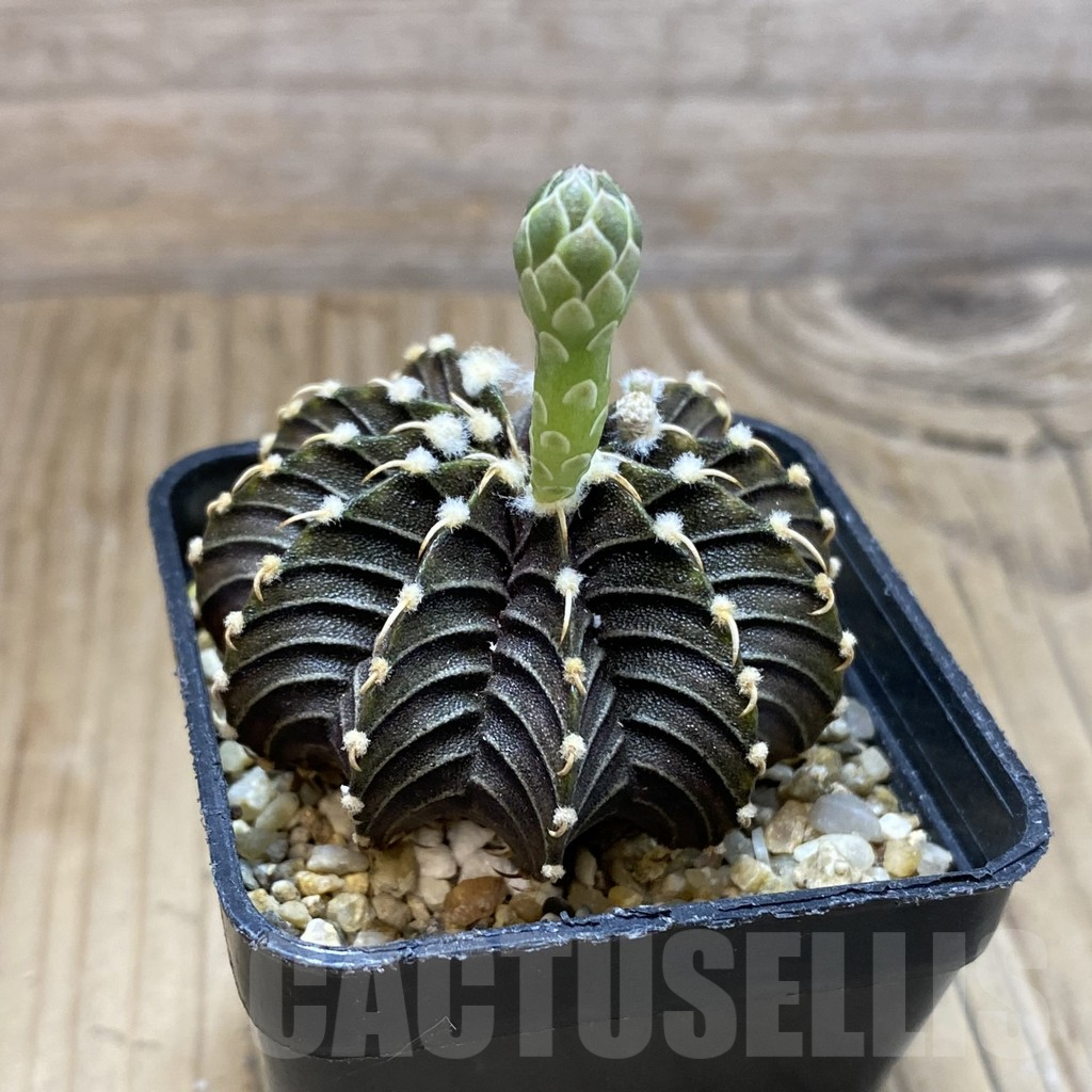 SH15002 Gymnocalycium friedrichii LB 2178 - 画像 (2)