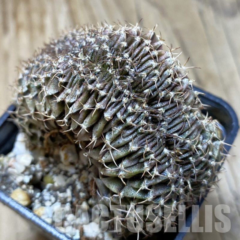 SH15170 Gymnocalycium friedrichii LB f. cristata