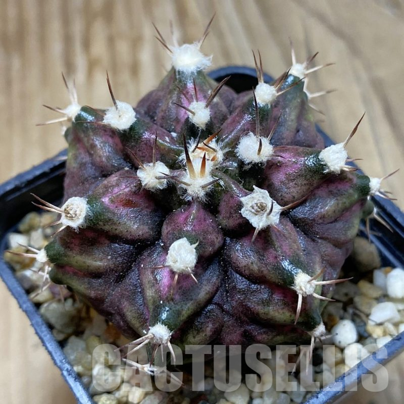 SH15171 Gymnocalycium mihanovichii 'T-Rex'