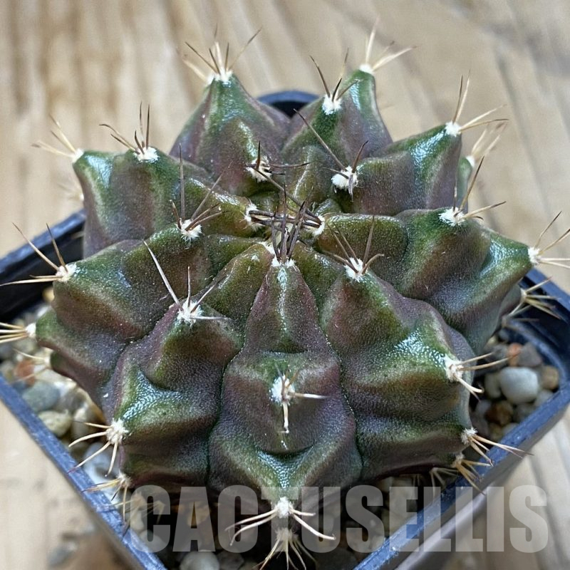 SH15172 Gymnocalycium mihanovichii ‘Neon’ hybrid, seedling