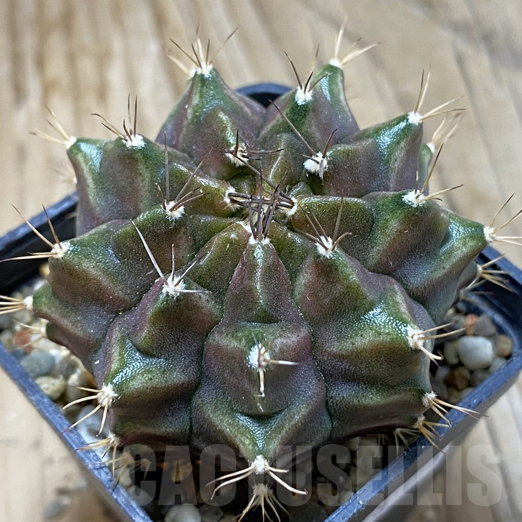 SH15172 Gymnocalycium mihanovichii ‘Neon’ hybrid, seedling