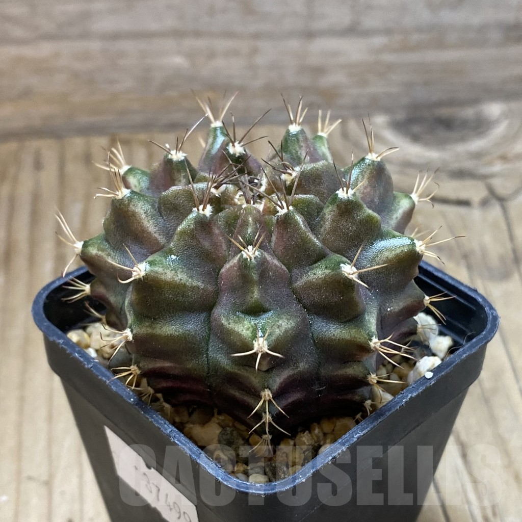 SH15172 Gymnocalycium mihanovichii ‘Neon’ hybrid, seedling - Image 2