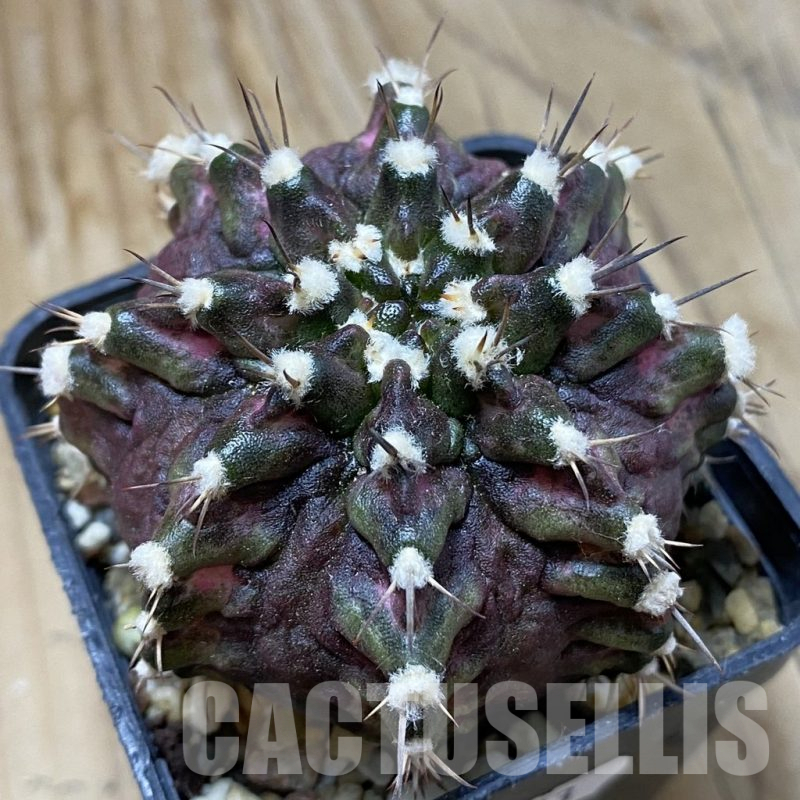 SH15173 Gymnocalycium mihanovichii 'T-Lux'