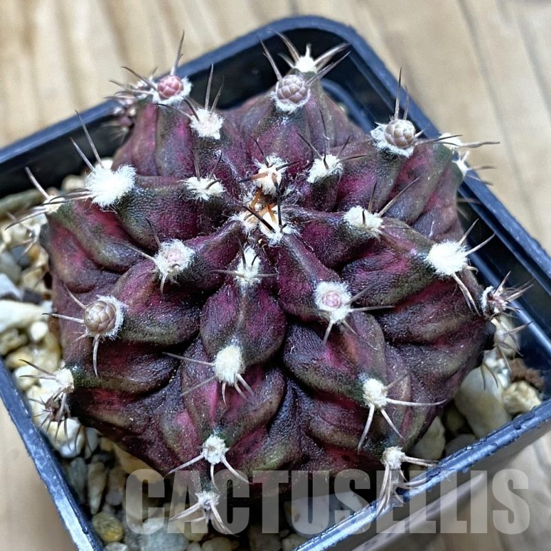 SH15174 Gymnocalycium mihanovichii 'T-Lux'
