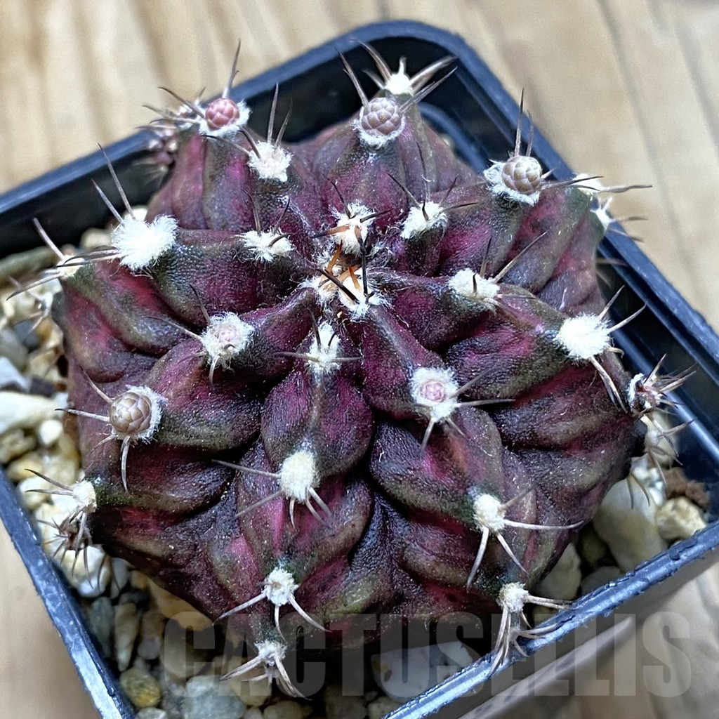 SH15174 Gymnocalycium mihanovichii 'T-Lux'
