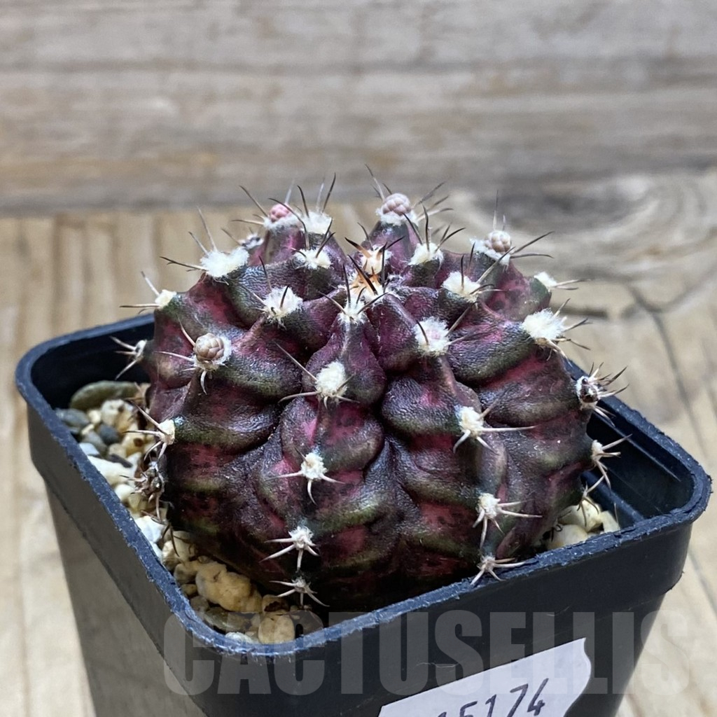 SH15174 Gymnocalycium mihanovichii 'T-Lux' - Image 2