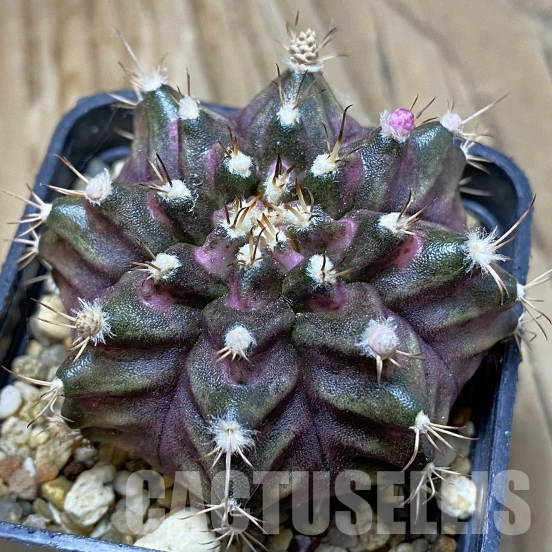 SH15130 Gymnocalycium mihanovichii 'T-Lux'