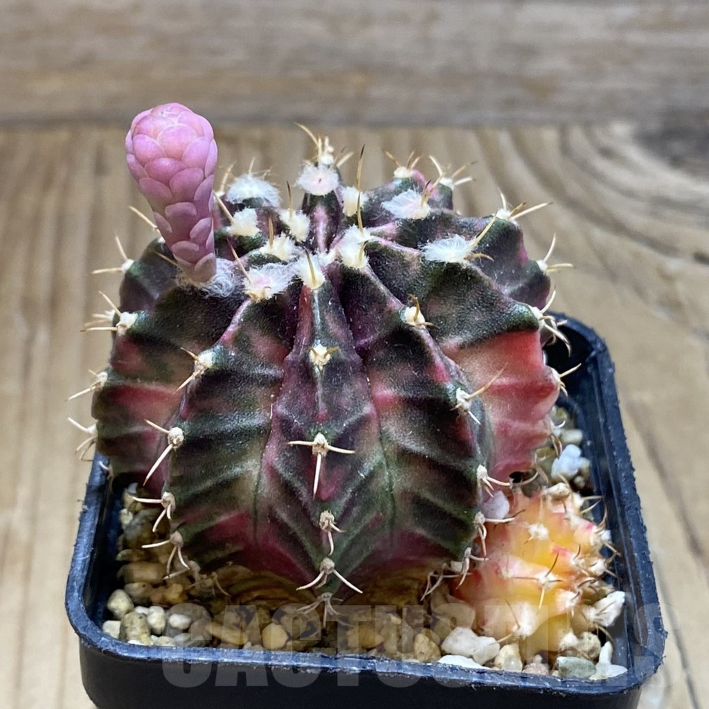 SH15131 Gymnocalycium mihanovichii ‘Fantasia’ - Image 2