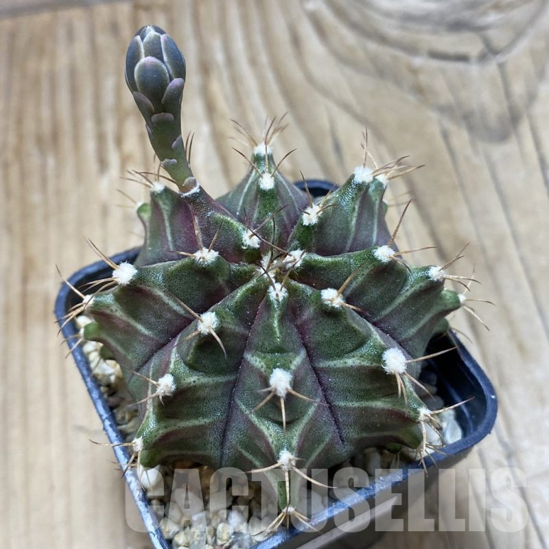 SH15271 Gymnocalycium mihanovichii ‘Neon’ hybrid, seedling
