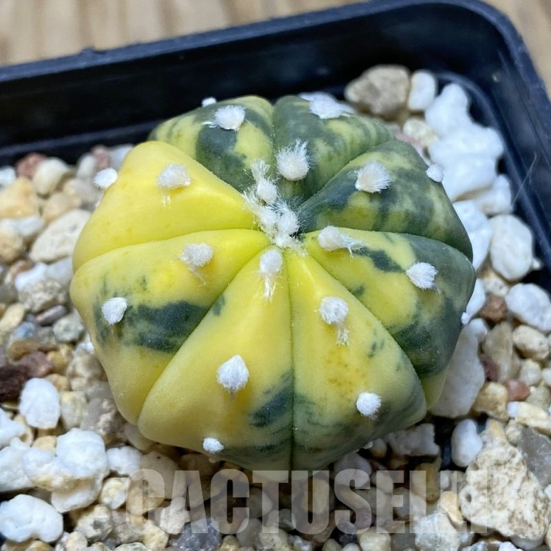 SH15444 Astrophytum asterias ‘Ooibo’ f. variegata