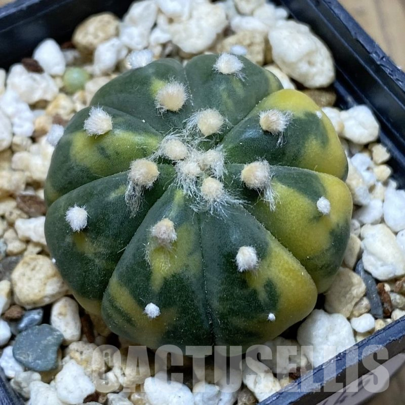SH15445 Astrophytum asterias ‘Purple Skin’ f. variegata