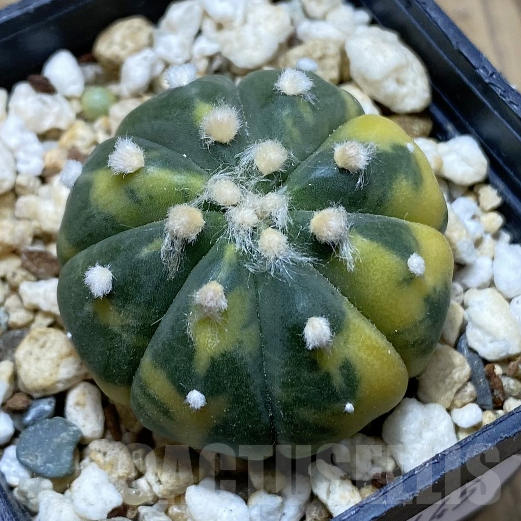 SH15445 Astrophytum asterias ‘Purple Skin’ f. variegata