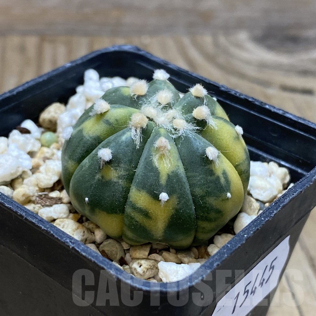 SH15445 Astrophytum asterias ‘Purple Skin’ f. variegata – Bild 2