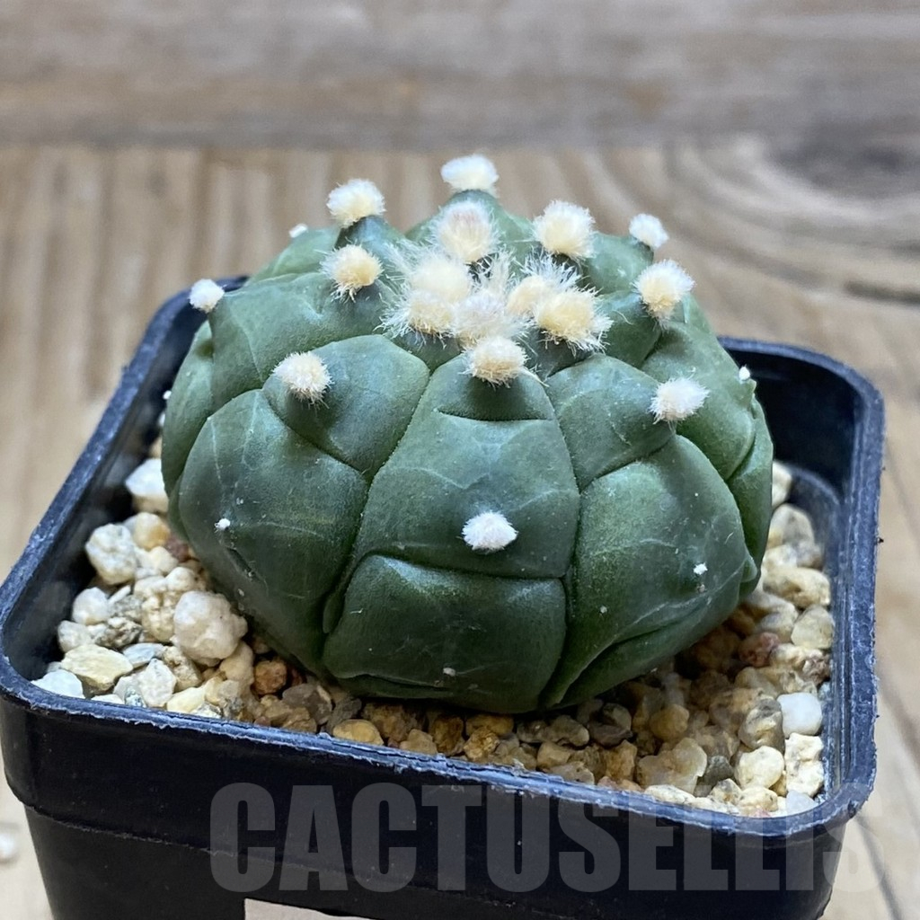 SH15446 Astrophytum asterias ‘Kikko’ – Bild 2
