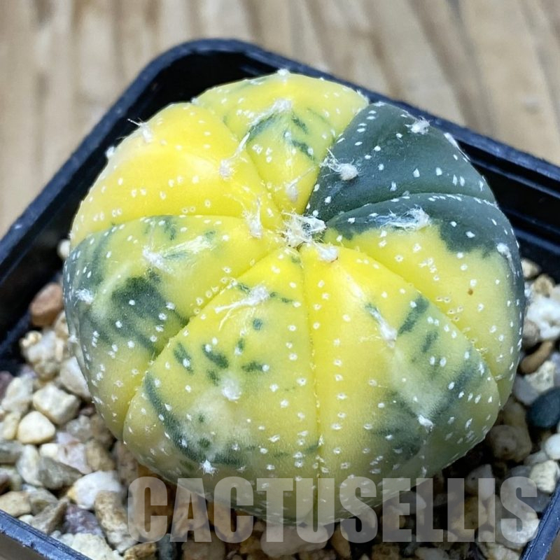 SH15447 Astrophytum asterias f. variegata