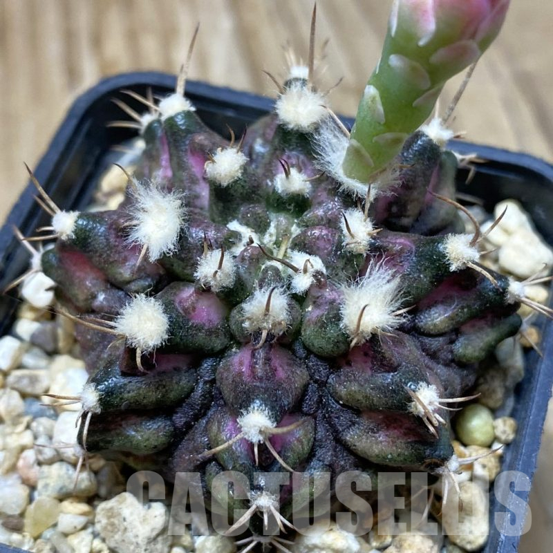 SH15455 Gymnocalycium mihanovichii 'T-Rex'