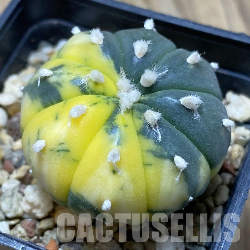 SH15418 Astrophytum asterias f. variegata