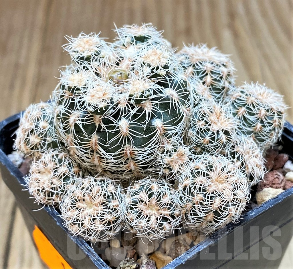 SH1259 Gymnocalycium bruchii HGR 05-124 - Image 2