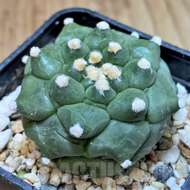 SH1423 Astrophytum asterias ‘Kikko’