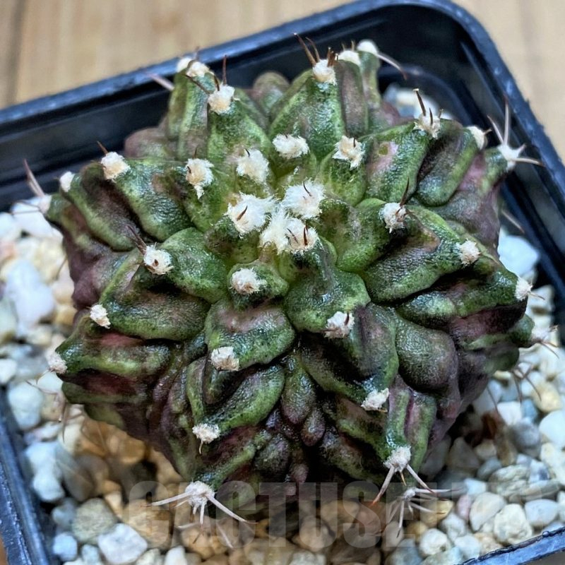 SH1429 Gymnocalycium mihanovichii T-rex, seedling,