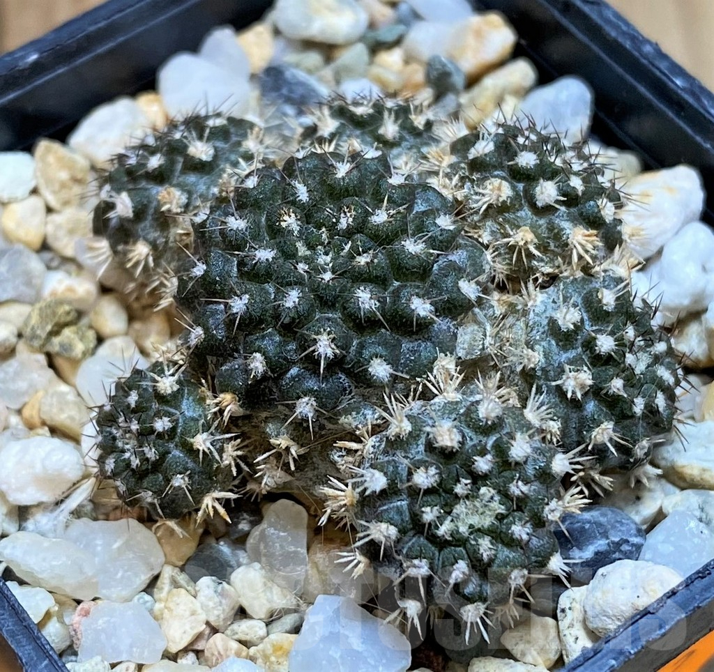 SH532 Eriosyce heinrichiana JA 01 – Image 2