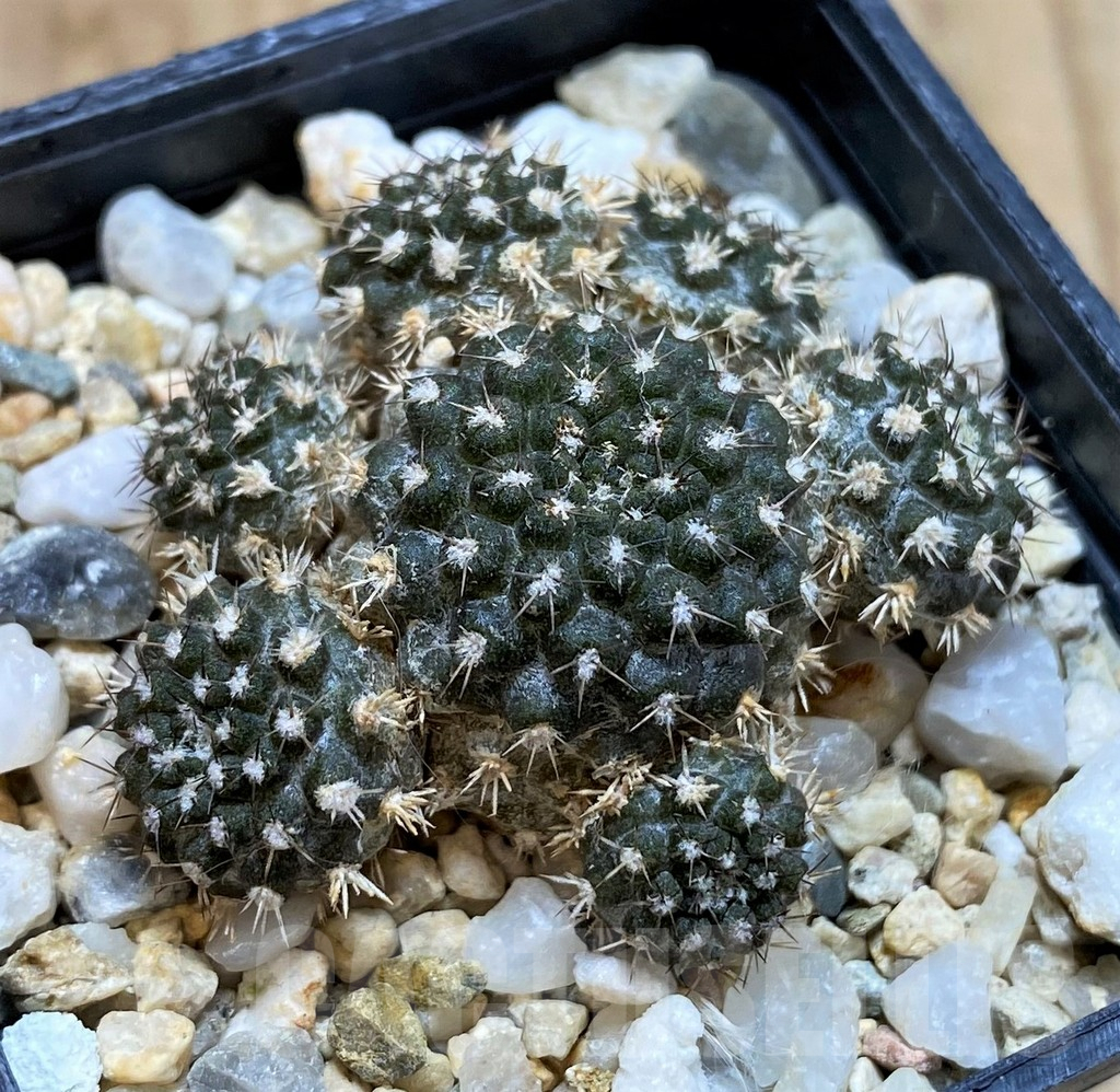 SH532 Eriosyce heinrichiana JA 01