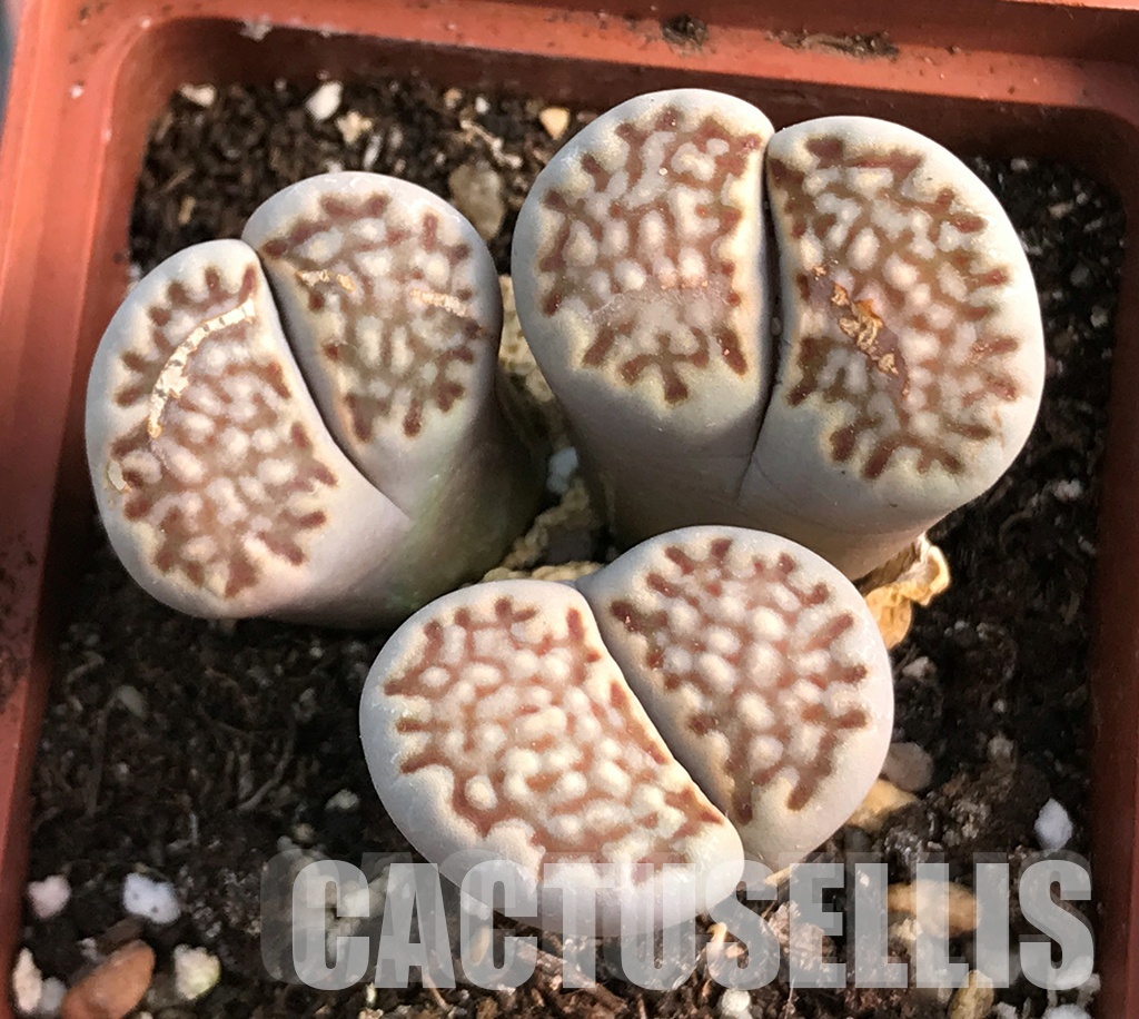 LOT282 50 SEEDS Lithops julii mix harvest 2024