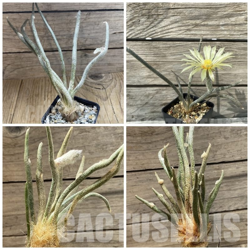 LOT482 5 SEEDS Astrophytum caput-medusae 2025