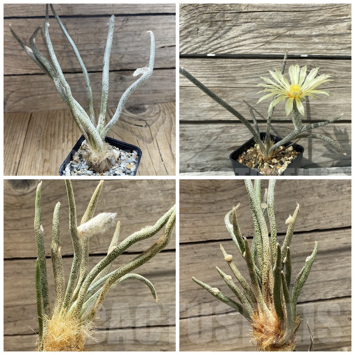 LOT482 5 SEEDS Astrophytum caput-medusae 2025