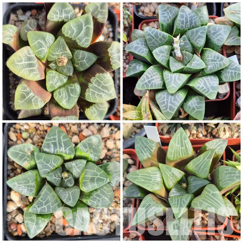 LOT544 10 SEEDS Haworthia bayeri -Japan- MIX 2023 year