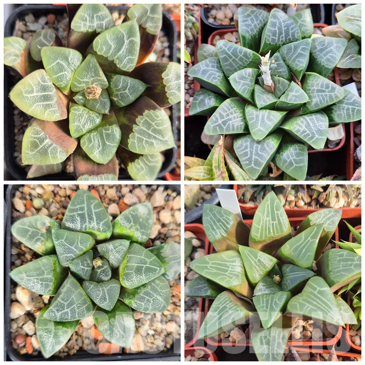 LOT544 10 SEEDS Haworthia bayeri -Japan- MIX 2023 year