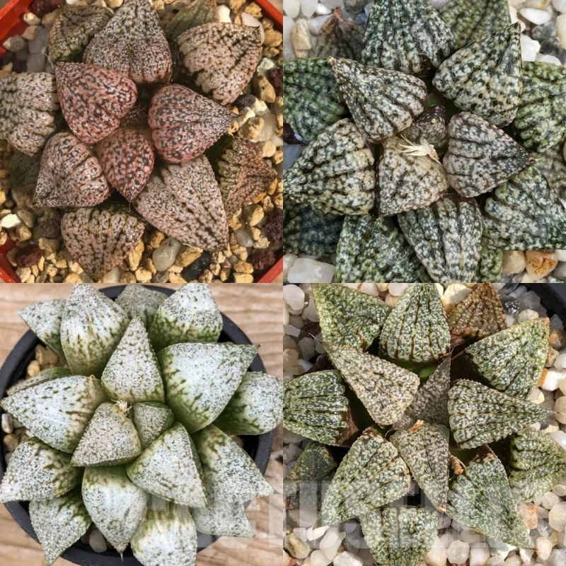 LOT559 10 SEEDS Haworthia picta mix 2024