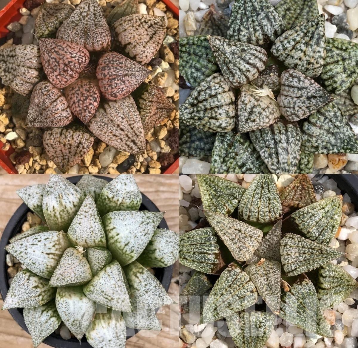 LOT559 10 SEEDS Haworthia picta mix 2024