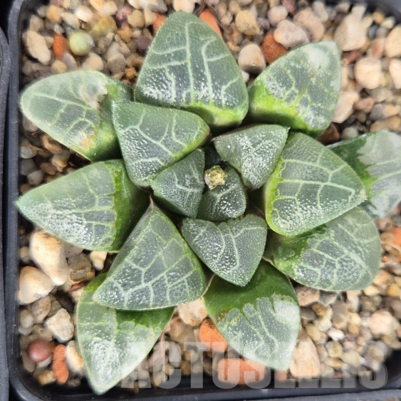 LOT578 10 SEEDS Haworthia bayeri SH 2023 year
