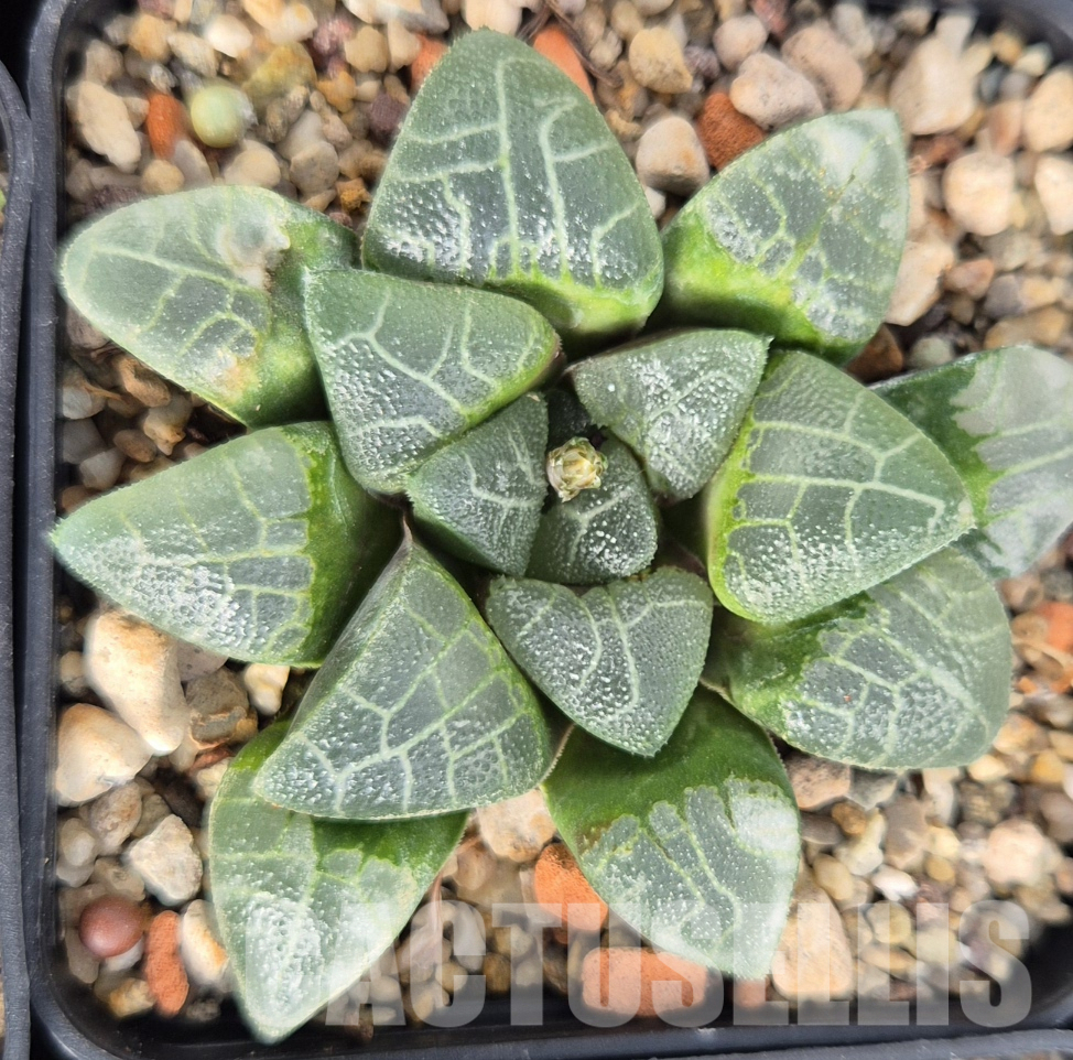 LOT578 10 SEEDS Haworthia bayeri SH 2023 year