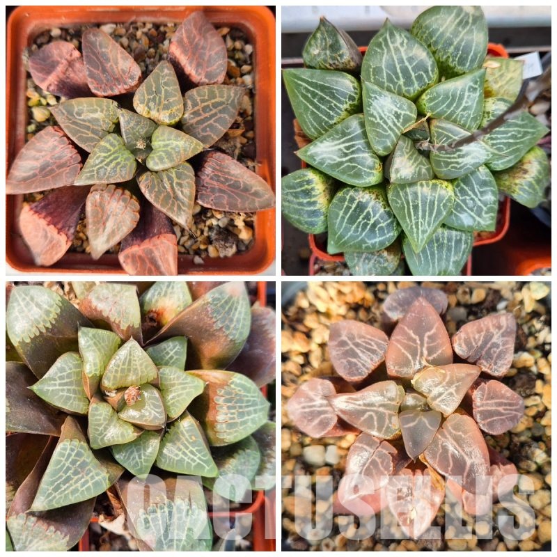 LOT579 10 SEEDS Haworthia comptoniana mix 2023 year