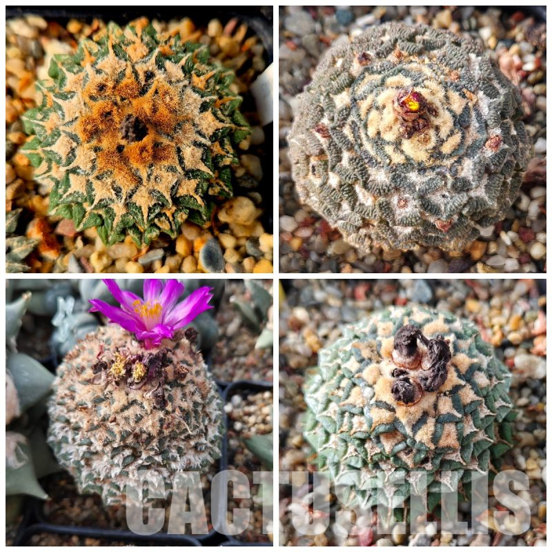 LOT615 10 SEEDS Ariocarpus kotschoubeyanus mix 2023year