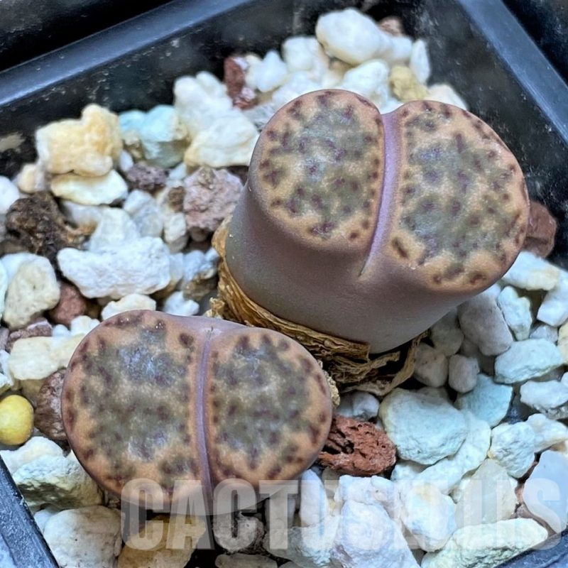 LOT71 50 SEEDS Lithops bromfieldii v. insularis C42