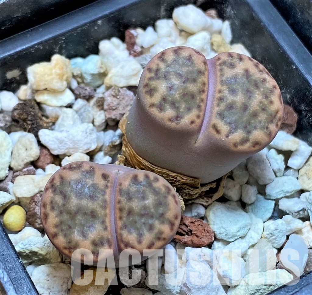 LOT71 50 SEEDS Lithops bromfieldii v. insularis C42