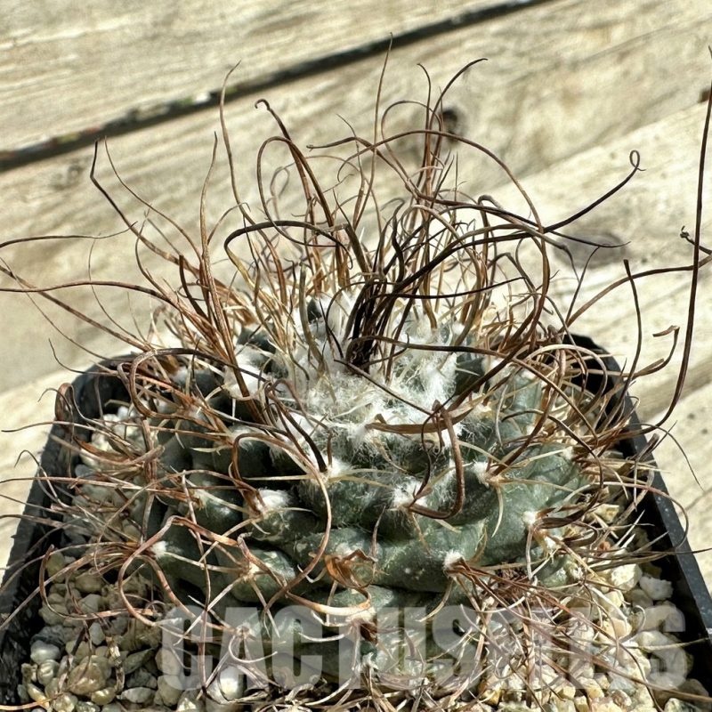LOT752 10 SEEDS Turbinicarpus graminispinus -San Jose Del Liano- 2024