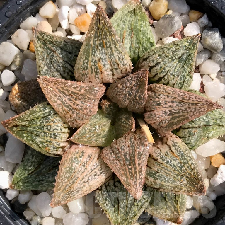 LOT753 10 SEEDS  Haworthia picta 'Silver Kiwi' 2024