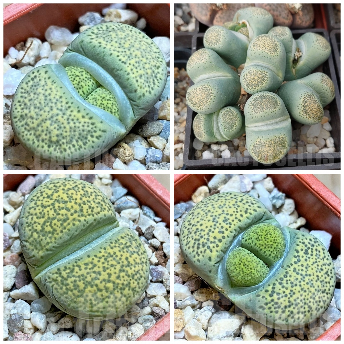 LOT756 20 SEEDS Lithops terricolor 'Speckled Gold' 2024