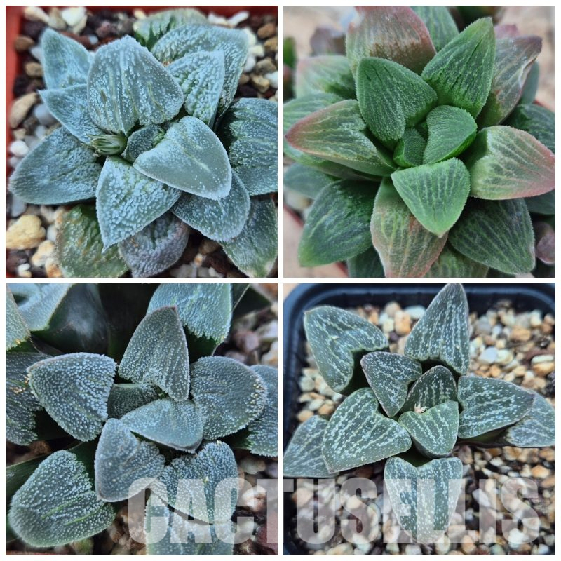 LOT760 10 SEEDS Haworthia pygmaea mix 2023 year