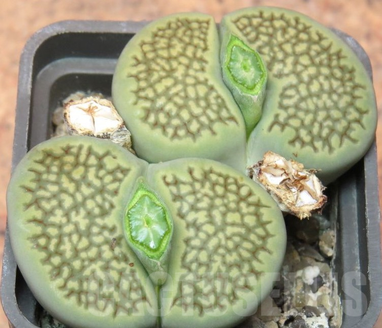 VVG4252 Lithops hallii 'Green' -Selected form- 3 plants , seedling
